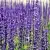lavender-1507499 1280