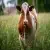 cow-6360406 1280